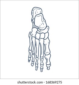 Bones of foot. Skeleton part. Sketch vector element for medical or health care design