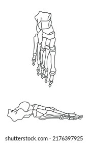 Bones of the foot. The structure of the human skeleton. Vector diagram on white background.