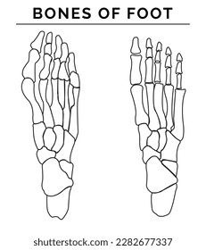 bones of foot vector illustration with white background
