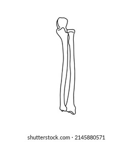 Die Knochen der Vorderwaffe der rechten Hand: das Ulna und der Radius. Menschliche Anatomie, Vektorgrafik, Skizze.