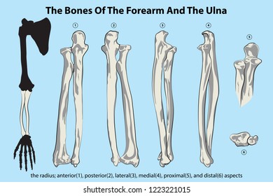 the bones of the forearm and the ulna