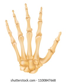 Bones of the Hand