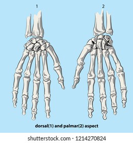 The bones of the hand