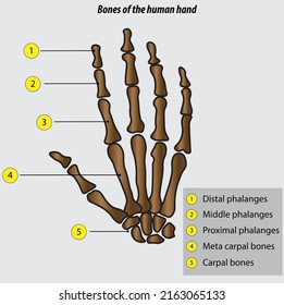 Bones of the hand anatomy of the hand bones vector illustration drawing of the hand and the wrist