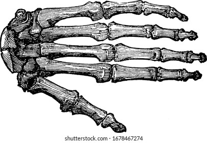 Bones of the hand. Showing human skeleton's bone hand  vintage line drawing or engraving 