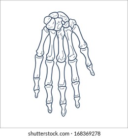 Bones of hand. Skeleton part. Sketch vector element for medical or health care design