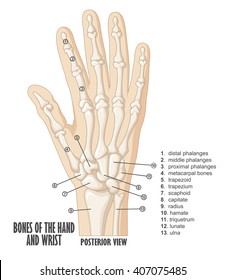 Bones of the hand and wrist anatomy