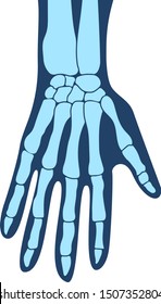Bones of the hands, the hand, the structure of the hands, arms anatomy, human hand. Vector illustration, eps 10