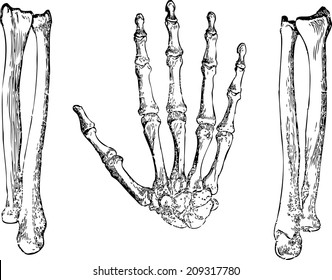 bones of the hands, the hand, the structure of the hands, arms anatomy, human hand