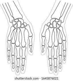 Bones of the hands. Palm and fingers. Vector image on white background. Linear design.