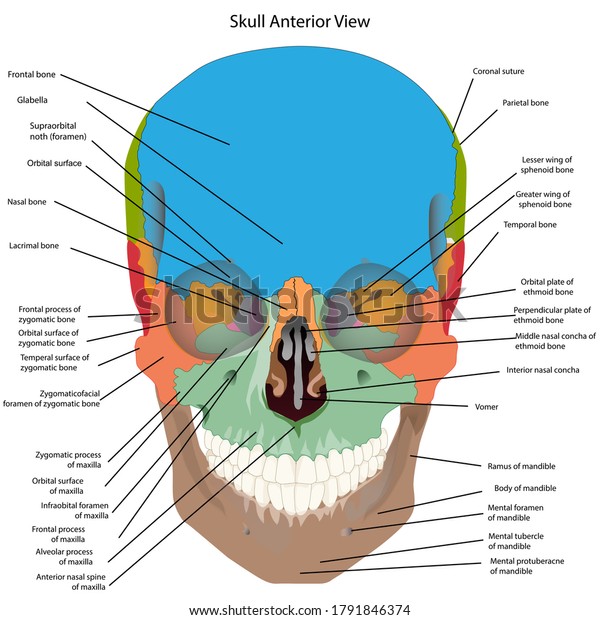 Bones Head Skull Names Cranial Bones Stock Vector Royalty Free 1791846374