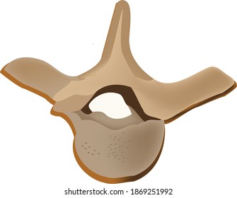 huesos de la vértebra torácica del cuerpo humano