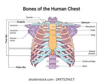 Bones of the Human Chest