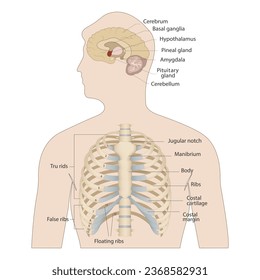Bones of the human chest. Bones of the chest with the name and description of all areas. Internal view. Human anatomy. Skeletal system for a medicine poster