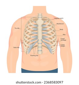 Bones of the human chest. Bones of the chest with the name and description of all areas. Internal view. Human anatomy. Skeletal system for a medicine poster.