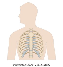 Bones of the human chest. Bones of the chest with the name and description of all areas. Internal view. Human anatomy. Skeletal system for a medicine poster