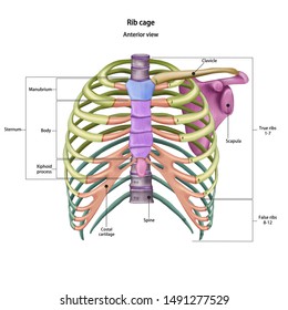 Bones of the human chest. Rib cage bones with the name and description of all sites. Anterior view. Human anatomy. Skeletal system for medical science poster. Vector 3d illustration.