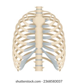 Bones of the human chest. Skeletal system for a medicine poster.