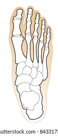 Bones of the Human Foot