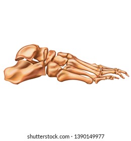 Bones of the human foot. Lateral view. Human anatomy. Vector illustration isolated on a white background.