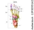 foot bones anatomy