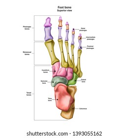 Bones of the human foot with the name and description of all sites. Superior view. Human anatomy. Vector illustration isolated on a white background.