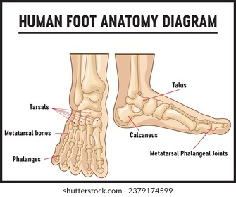 Bones of the human foot with the name and description of all sites. Superior view. Human anatomy. Vector illustration isolated on a white background.