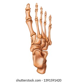 Bones of the human foot. Superior view. Human anatomy. Vector illustration isolated on a white background.