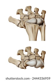 Bones of the human hand. 3D vector illustration