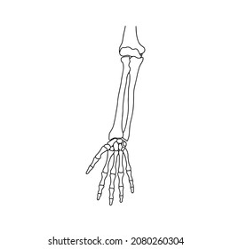 Bones of human hand, drawn by lines on white background. Vector Stock illustration.