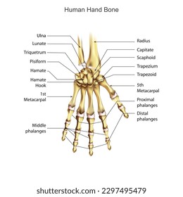 Bones of the human hand with the name and description of all sites. Human anatomy.