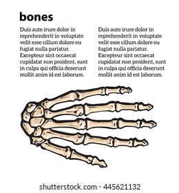 bones of the human hand, vector illustration