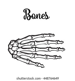 bones of the human hand, vector illustration sketch drawn by hand, isolated on white background