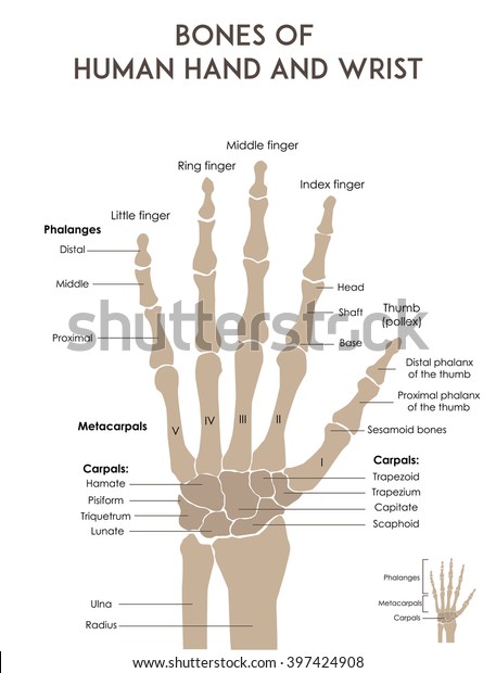 Bones of human\
hand and wrist. Medically accurate vector minimal illustration for\
web or print. Labeled. 