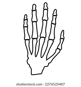 Bones of the human hand.Human anatomy