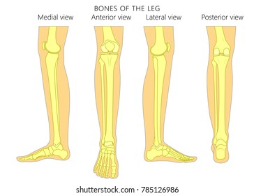 Bones of a human leg (different views: posterior, frontal, anterior, back, side, lateral, medial) with ankle and knee. Vector illustration for advertising, medical (health care) publications. EPS 10