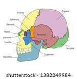 The bones of the human skull with names. Lateral view.