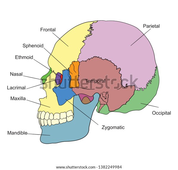 Bones Human Skull Names Lateral View Stock Vector (Royalty Free) 1382249984