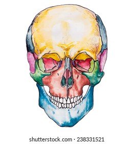 Bones of the human skull. Skull vector illustration. Medical Anatomy. The bones of the skull anatomy.Full face head.