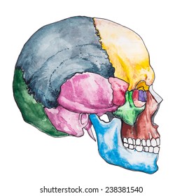 Bones of the human skull. Skull vector illustration. Anatomy medical. The bones of the skull anatomy.