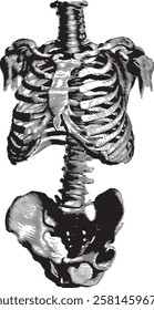 bones illustration in engraving style draw