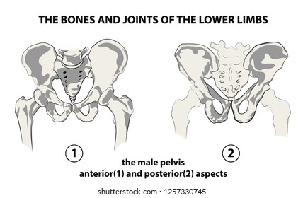 The bones and joints of the lower limbs