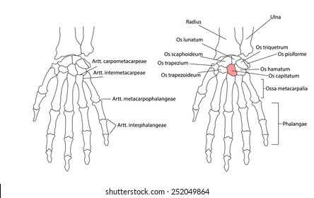 Bones of the left hand, view from below, labeled in Latin. Individually selectable every part, ideal for learning.