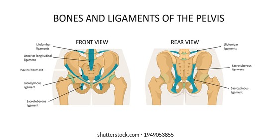 Bones and ligaments of the pelvis