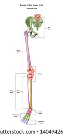 Bones of the lower limb with the name and description of all sites. Anterior view. Human anatomy. Vector illustration isolated on a white background.