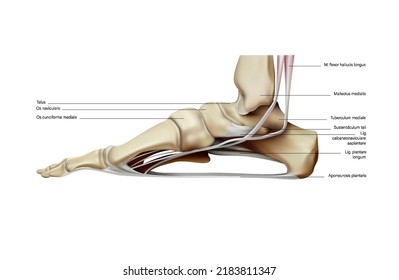 The bones and muscles of the human right foot on a white background. Vector 3D illustration