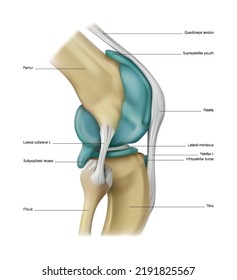 Bones and muscles of the knee joint on a white background. Vector 3D illustration