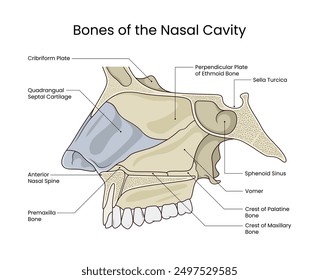 Huesos de la cavidad nasal