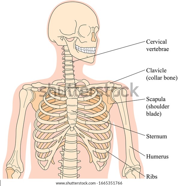 Bones of the neck,
chest and shoulder
girdle