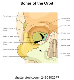 bones of the orbit, highlighting key structures such as the frontal, zygomatic, and ethmoid bones structure diagram hand drawn schematic vector illustration. Medical science educational illustration